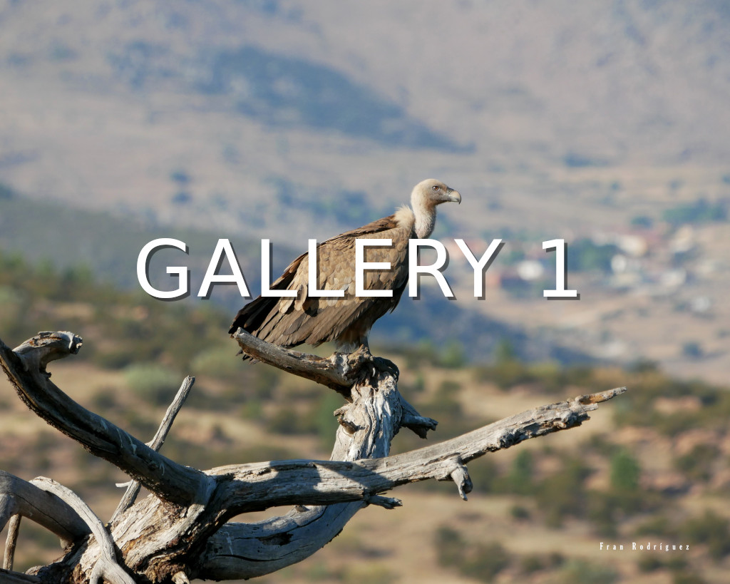 Gallery 1