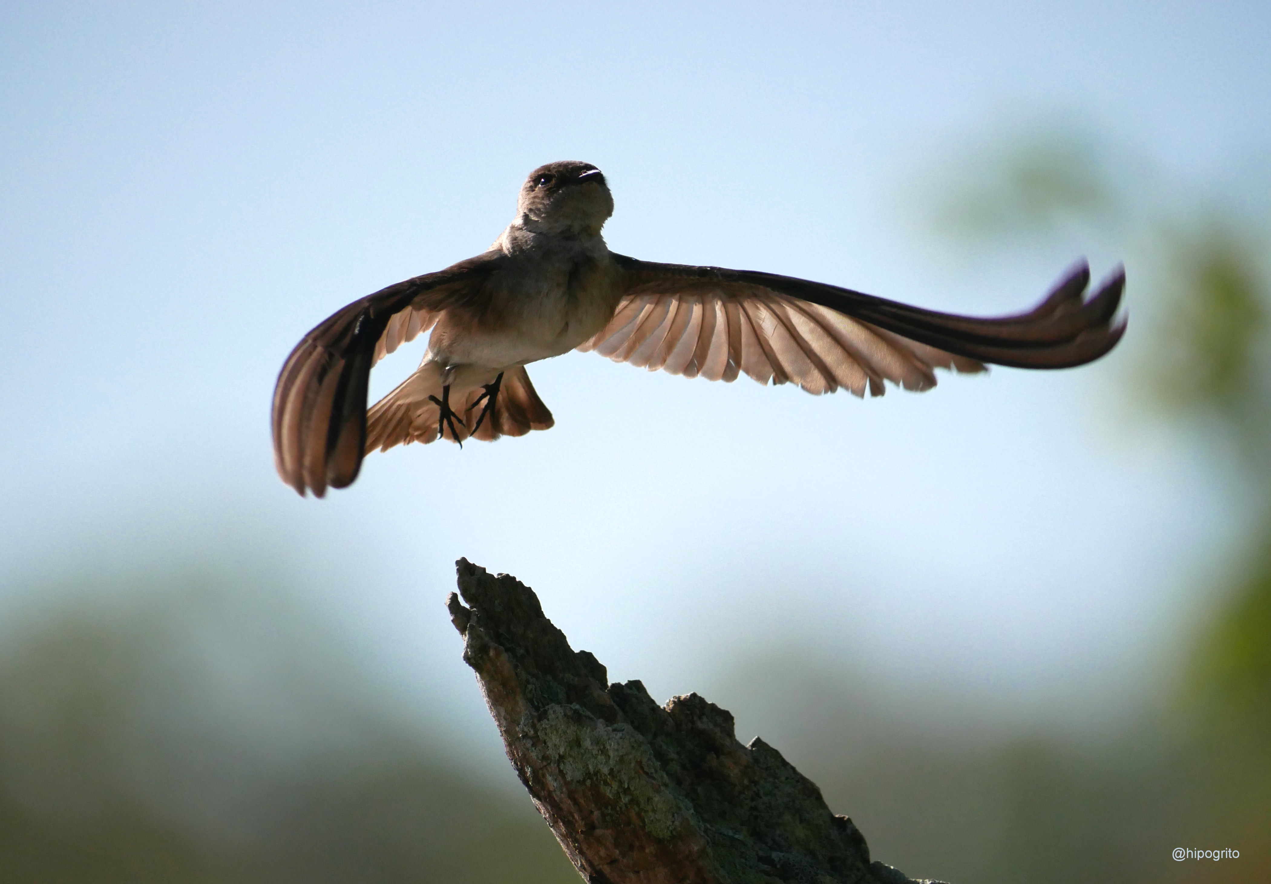 Northern Rough-winged Swallow
