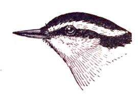 red_bellied_nuthatch_illustration