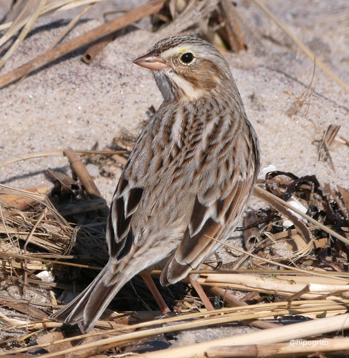 Savannah Sparrow - Ipswich