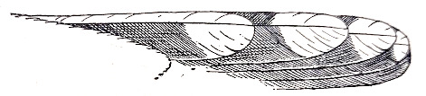 Yellow-billed cuckoo tail