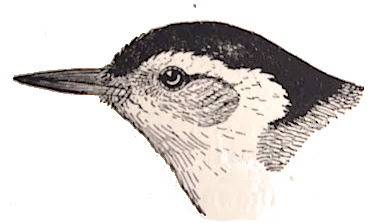 white_bellied_nuthatch_illustration